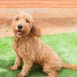 Hazel - Goldendoodle