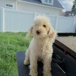 Snowball - Maltipoo
