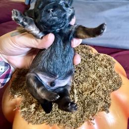 Jock - Sable male Shih Tzu puppy in Warrior, Alabama from The Anderson Farms Kennel
