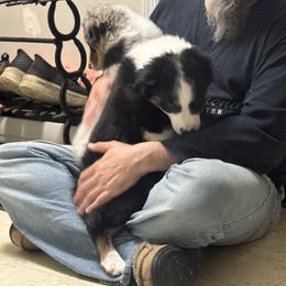 Boy 4 - Black tri-color male Australian Shepherd puppy in Middletown, Delaware from Everline Aussies