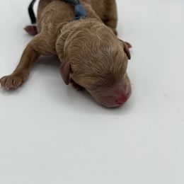 Spruce - Apricot male Poodle puppy in Southampton, New Jersey from Lavishly Loved Pets LLC