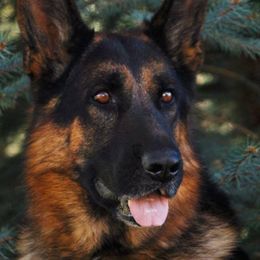 German Shepherds from BoS German Shepherds