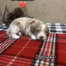 Banks - Red  male Goldendoodle puppy in Runaway Bay, Texas from Green Ranch Doodles