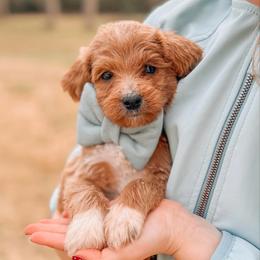 Helio - Red  male Goldendoodle puppy in Iola, Texas from Supreme Doodles of Texas