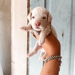 Whisper - White male Cavapoo puppy in Shingle Springs, California from Kindred Oak Goldendoodles