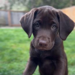 Labrador Retriever Puppies from Breanna Rieland LaBounty