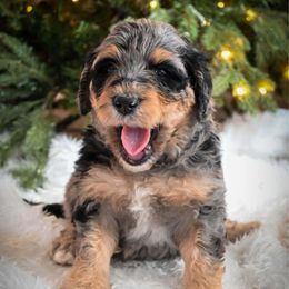 Vixen - Merle female Bernedoodle puppy in Lookout, California from Remington Kennels, LLC