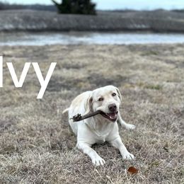 Ivy - Dilute Retriever