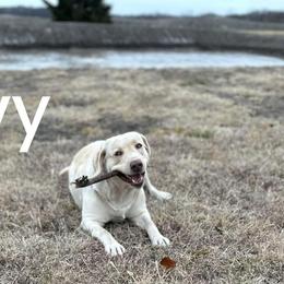 Ivy - Dilute Retriever