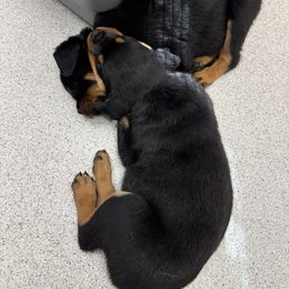 German Shepherd and Rottweiler Puppies from Von Der Hügelspitze
