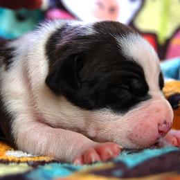 Purple Collar girl - Black female American Bully puppy in Sandy Hook, Connecticut from Fia Bullies