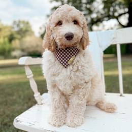 Jack - Cream male Goldendoodle puppy in Ooltewah, Tennessee from Allison Family Doodles