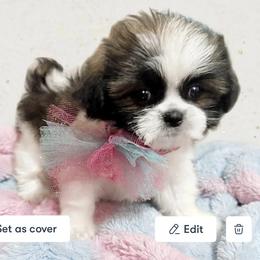 Shichon and Shih Tzu Puppies from Angie’s Teddy Bear Puppies Minnesota