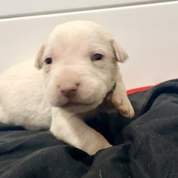 Green collar - Red male Cane Corso puppy in Snellville, Georgia from A Really Good Kennel