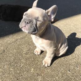French Bulldog Puppies from Foster Lake Frenchies