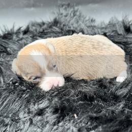 Everest - 1800 - Red female Pembroke Welsh Corgi puppy in Rozet, Wyoming from Hayday Ranch Corgis