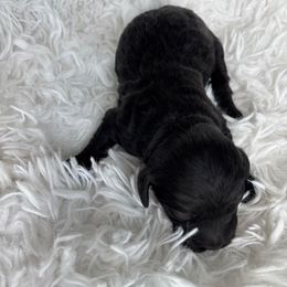 Diesel - Black male Cockapoo puppy in Tampa, Florida from Designer Puppy Boutique