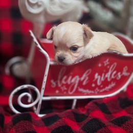 Toby - Cream and white male Chihuahua puppy in Brooksville, Florida from Daystars Chihuahuas