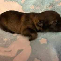 Male 1 - Sable male German Shepherd puppy in Effingham County, Illinois from Delaney Working Dogs