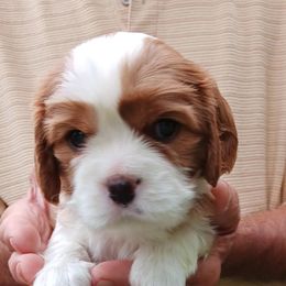 Cavalier King Charles Spaniel Puppies from The House of Wiggle Waggle