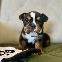 Black Tri Male - Black tri-color male Bulldog puppy in Hartshorne, Oklahoma from Jena Edmond