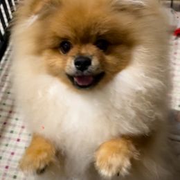 Pomeranian Puppies from Silver’s Reigning Heir Poms