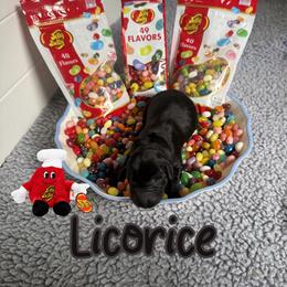 Licorice - Black male Labrador Retriever puppy in Water Valley, Mississippi from Three Lakes Labs & WHDs