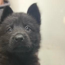 Vixen (purple collar) - Black female German Shepherd puppy in Canterbury, Connecticut from Nachtwaechter German Shepherds, LLC
