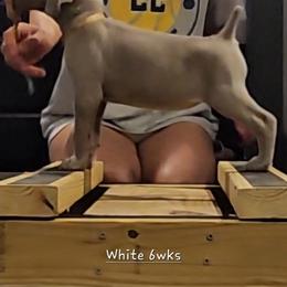 White Collar - Silver gray female Weimaraner puppy in Indiana from So-IN Weimaraner's