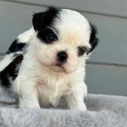 Boy 1 - Black and white male Shih Tzu puppy in Calimesa, California from Little Mountain’s Shih Tzus