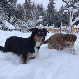 English Shepherds from Cooper’s Barn