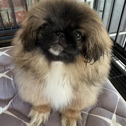 Pekingese puppies from Ro-Lyn Pekingese