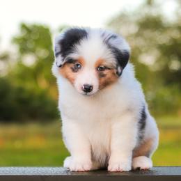 Belle - Blue merle female Miniature American Shepherd puppy in Palacios, Texas from Coastal’s Miniature American Shepherds