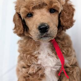 Red Boy - Apricot male Poodle puppy in Hillsboro, Illinois from Sarah's Poodles