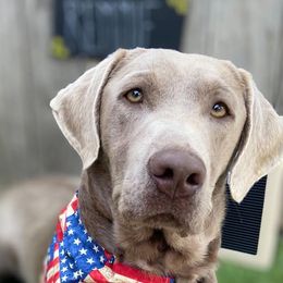 Dilute Retrievers and Labrador Retrievers from Silver Bullet Labradors