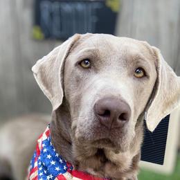 Dilute Retrievers and Labrador Retrievers from Silver Bullet Labradors