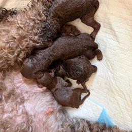 Bean - Brown female Poodle puppy in Ardmore, Oklahoma from The Poodles of Green Acres