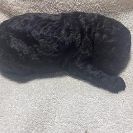 White striped collar - Black male Labradoodle puppy in Mc Cook, Nebraska from Powers Doodles