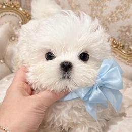 Muffin - White male Maltese puppy in San Diego, Temecula, Ontario, California from Yorkie & Maltese Royalty