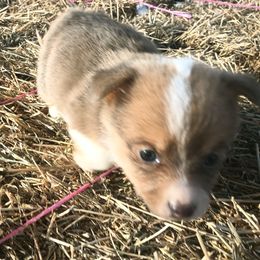 American Corgi and Pembroke Welsh Corgi Puppies from Angelique Brooks