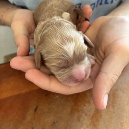 Saturday - Buff and white male Cockapoo puppy in Adrian, Oregon from ApplebyFarm