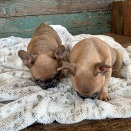French Bulldog Puppies from Southern Dreams Farm, LLC