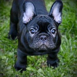 Boston Terrier and French Bulldog Puppies from Blaze Of Glory Bostons & Frenchies