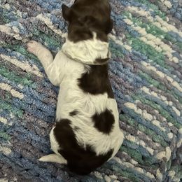 Girl 5 - Brown female Lagotto Romagnolo puppy in Arkansas from Skyfall and Morena