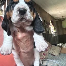 Mickey - Black brown and white male Basset Hound puppy in Manton, Michigan from BeckysBassets