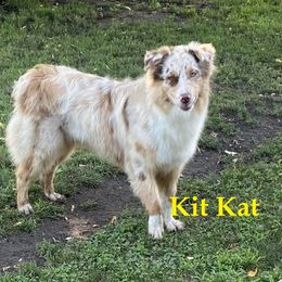 Kat - Australian Shepherd