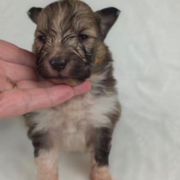 Pretzel - Sable and white female Shetland Sheepdog puppy in Citra, Florida from Southpaw Herders LLC