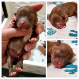 Buddy - Chocolate sable male Pomeranian puppy in Forsyth, Illinois from Brenda's Pomeranians - Amazing Grace Pomeranians