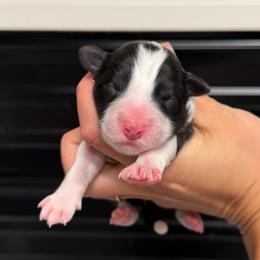 Mayhem - Black and white female Border Collie puppy in Kalispell, Montana from North Fork Border Collies
