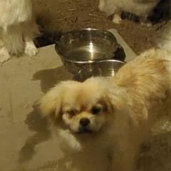 Chihuahuas and Tibetan Spaniels from Firebird Farms